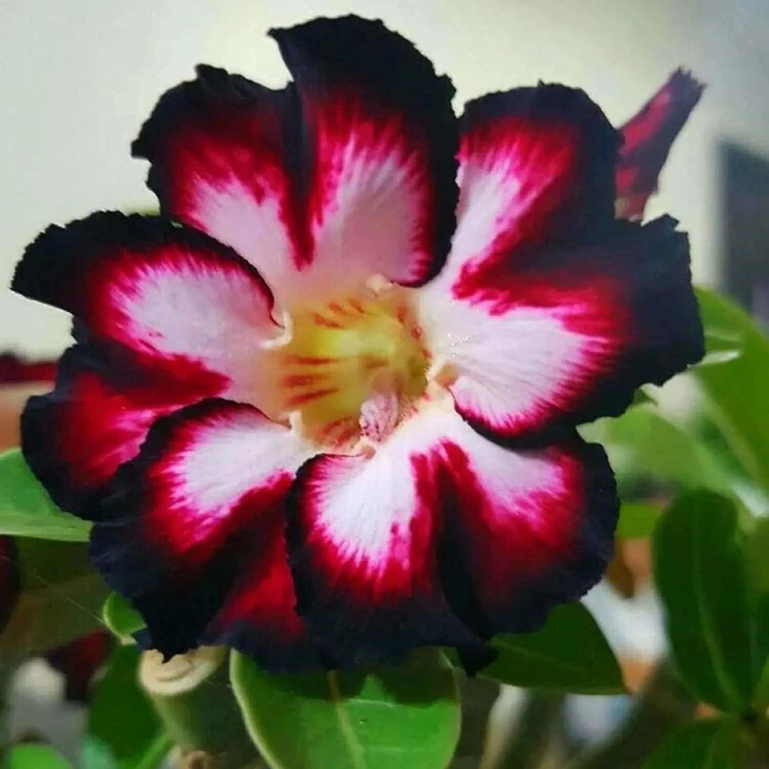 🌸 50% Off on Desert Rose🌸