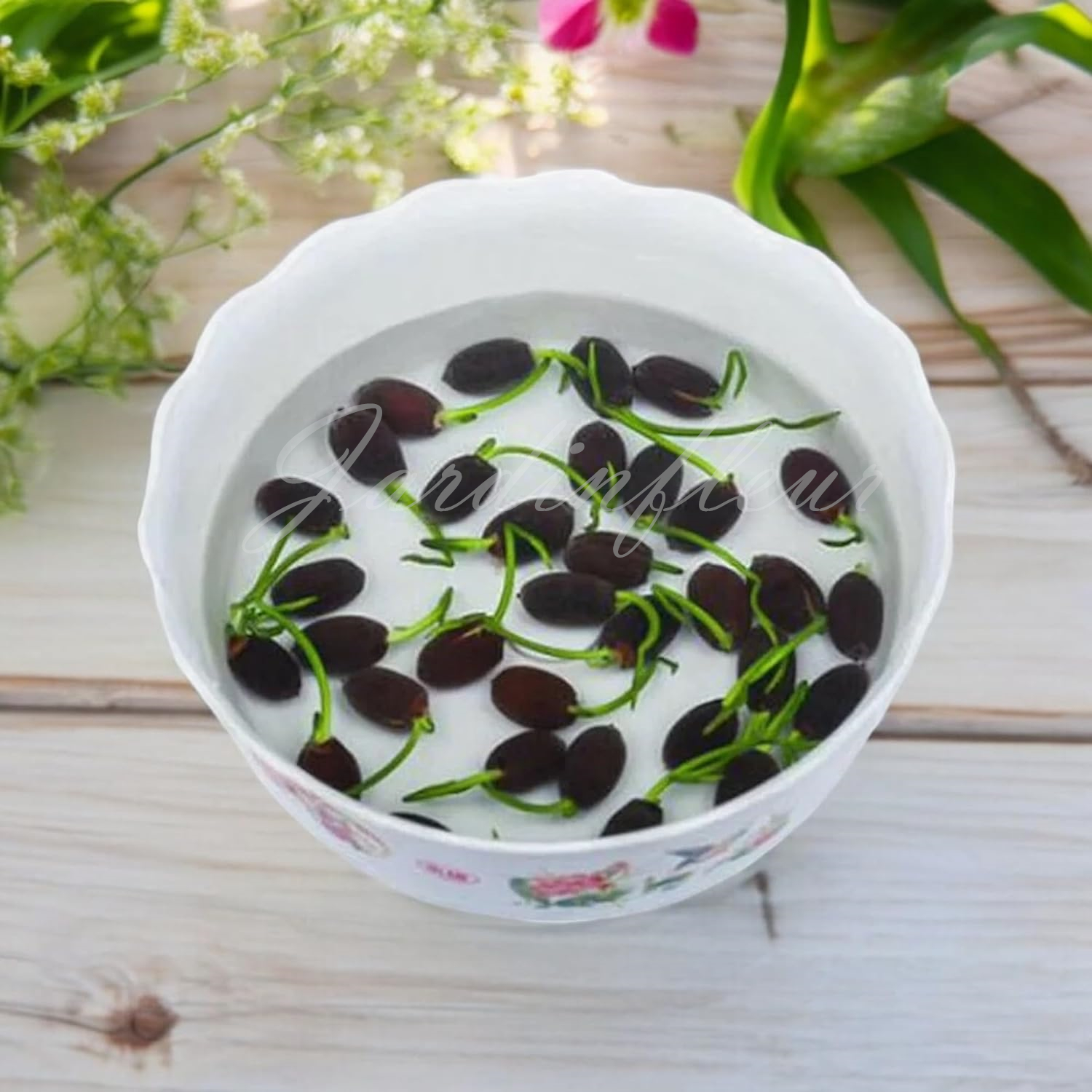 【50% de réduction】Graines Premium de Fleur de Lotus Bonsaï - Germination en 7 jours