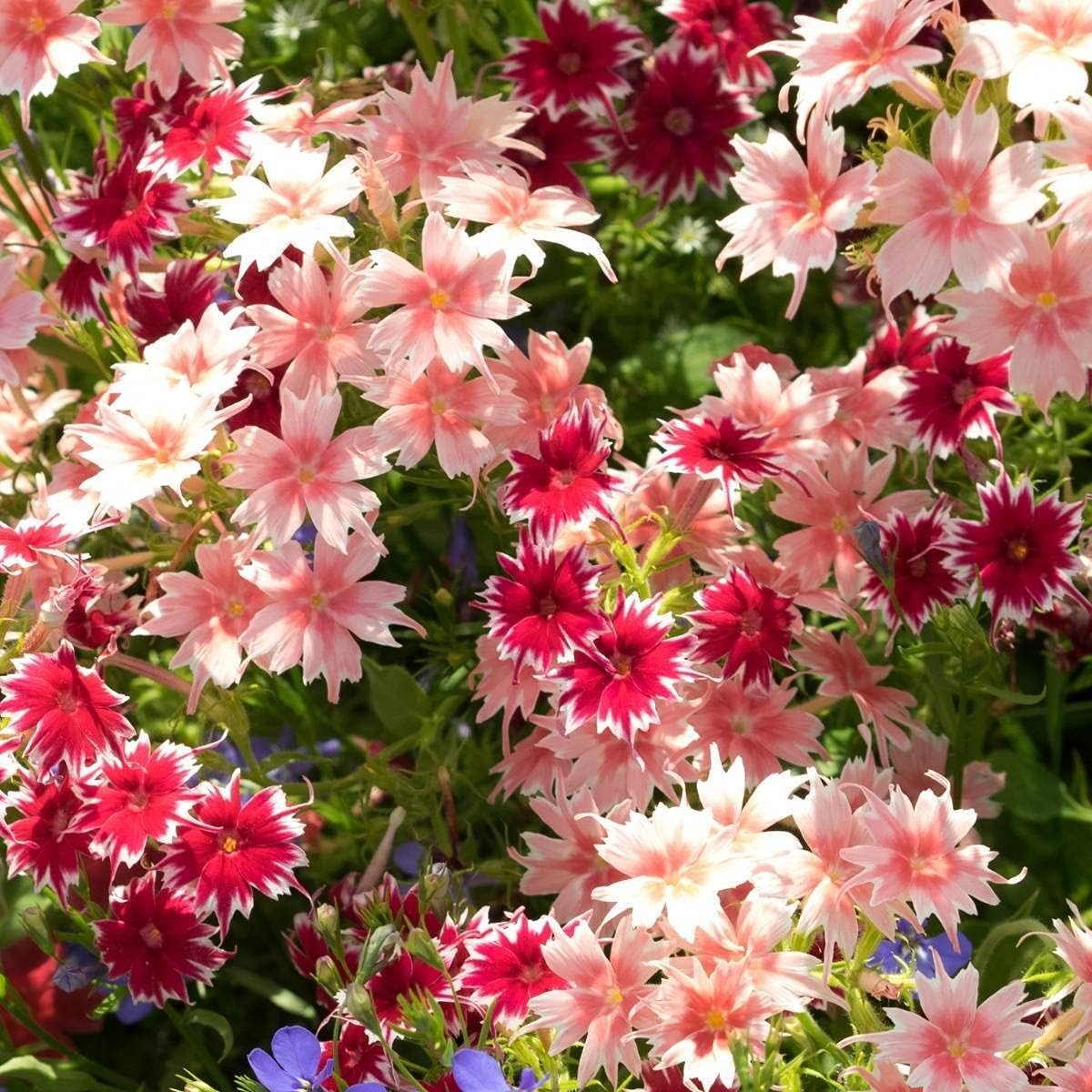 Popstar Rose with Eye Phlox Seeds Hybrid Garden Flowers