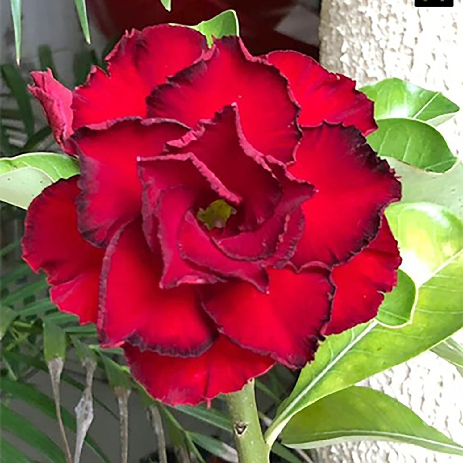 🎁Super easy care! 🌵Desert Rose Bulbs🌸 Adenium Obesum Bulbs