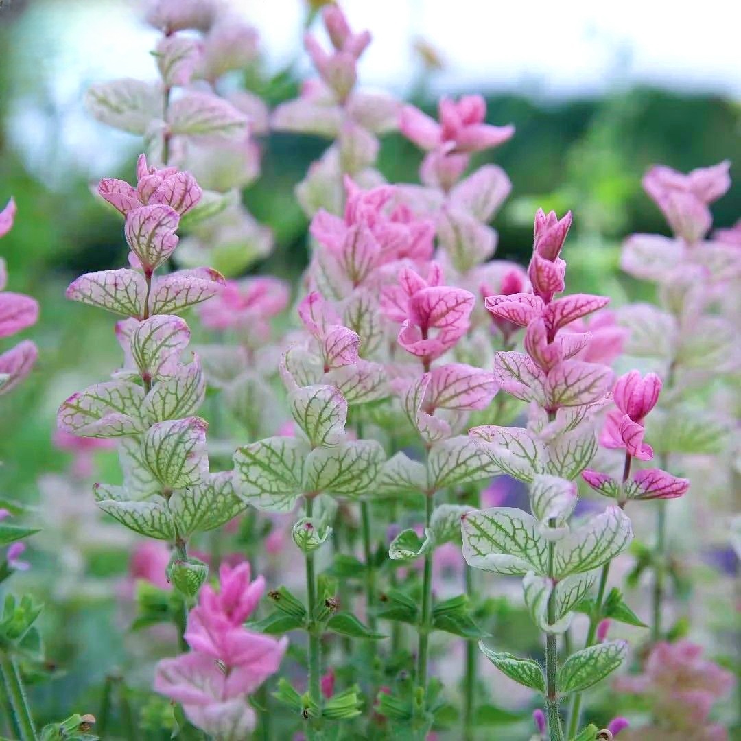 Sage (Salvia) Seeds – Blue Sage (Salvia officinalis) 🌿