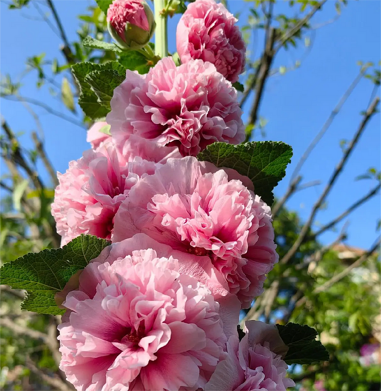 🔥🔥 Graines de rose trémière double🌺💖