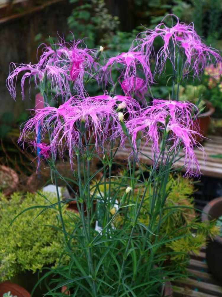 🌸 Ise Nadeshiko seeds – A Heritage of Japanese Elegance 🌸