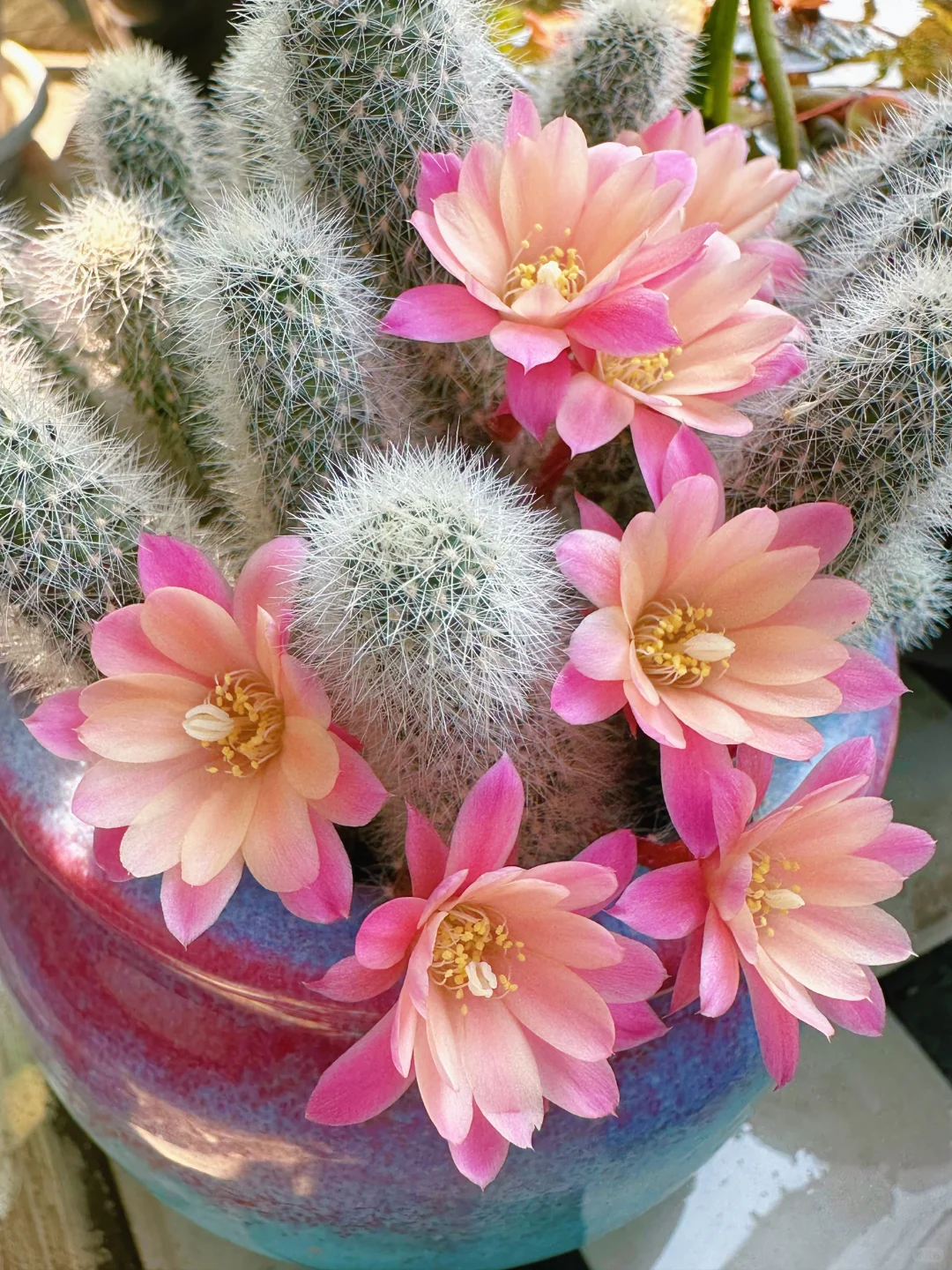 Easy care🌵🌸Flowering Cactus Seeds