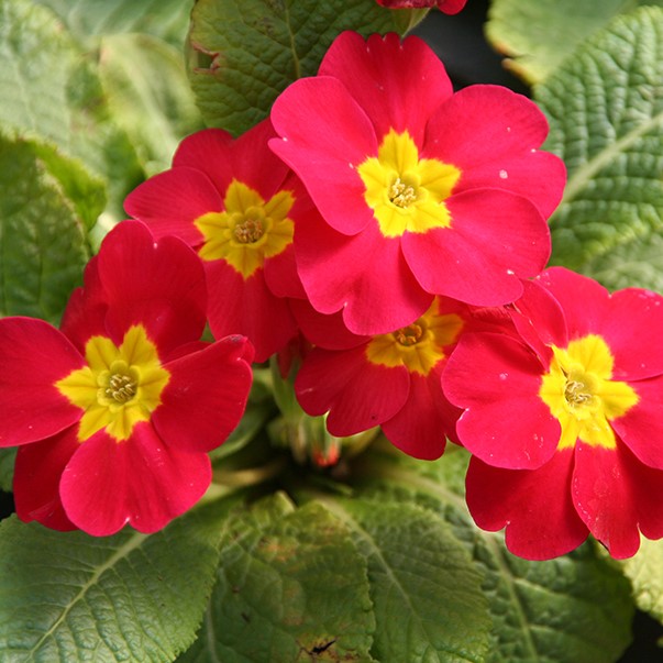 Low light 🌼 Small balcony 🌸 Plant it 🌹 Primrose