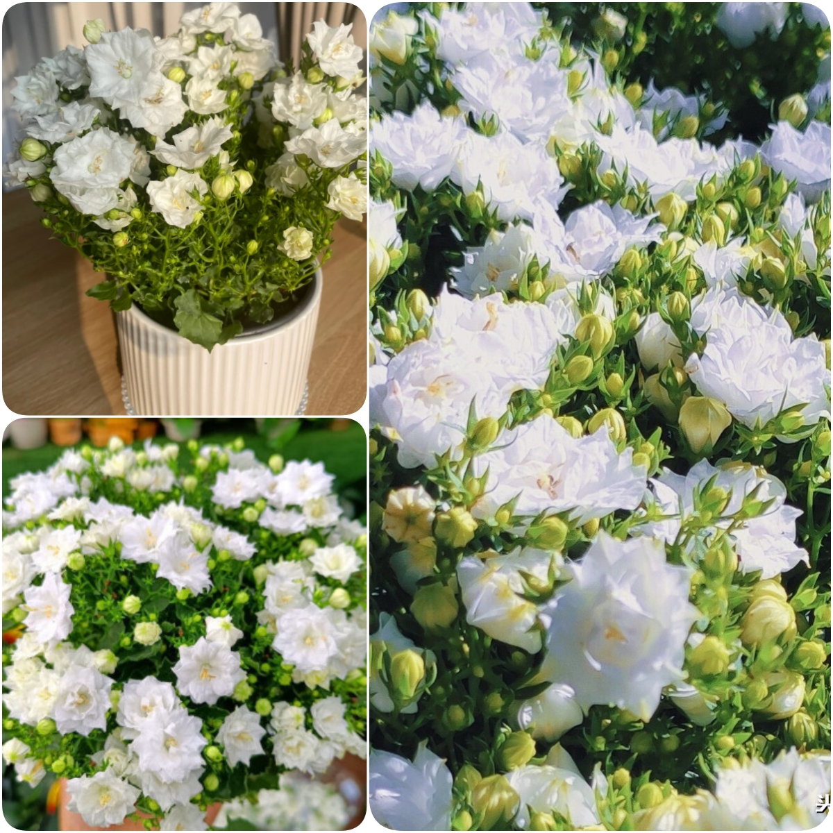 🎊A new variety of bellflower🎊 - Dreamy bellflower🫧