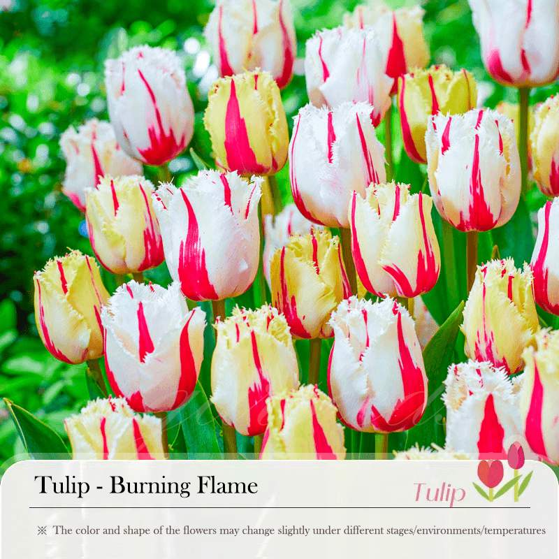  Tulip Bulbs 🌷 - Brighten Your Garden with Stunning Spring Blooms 🌸