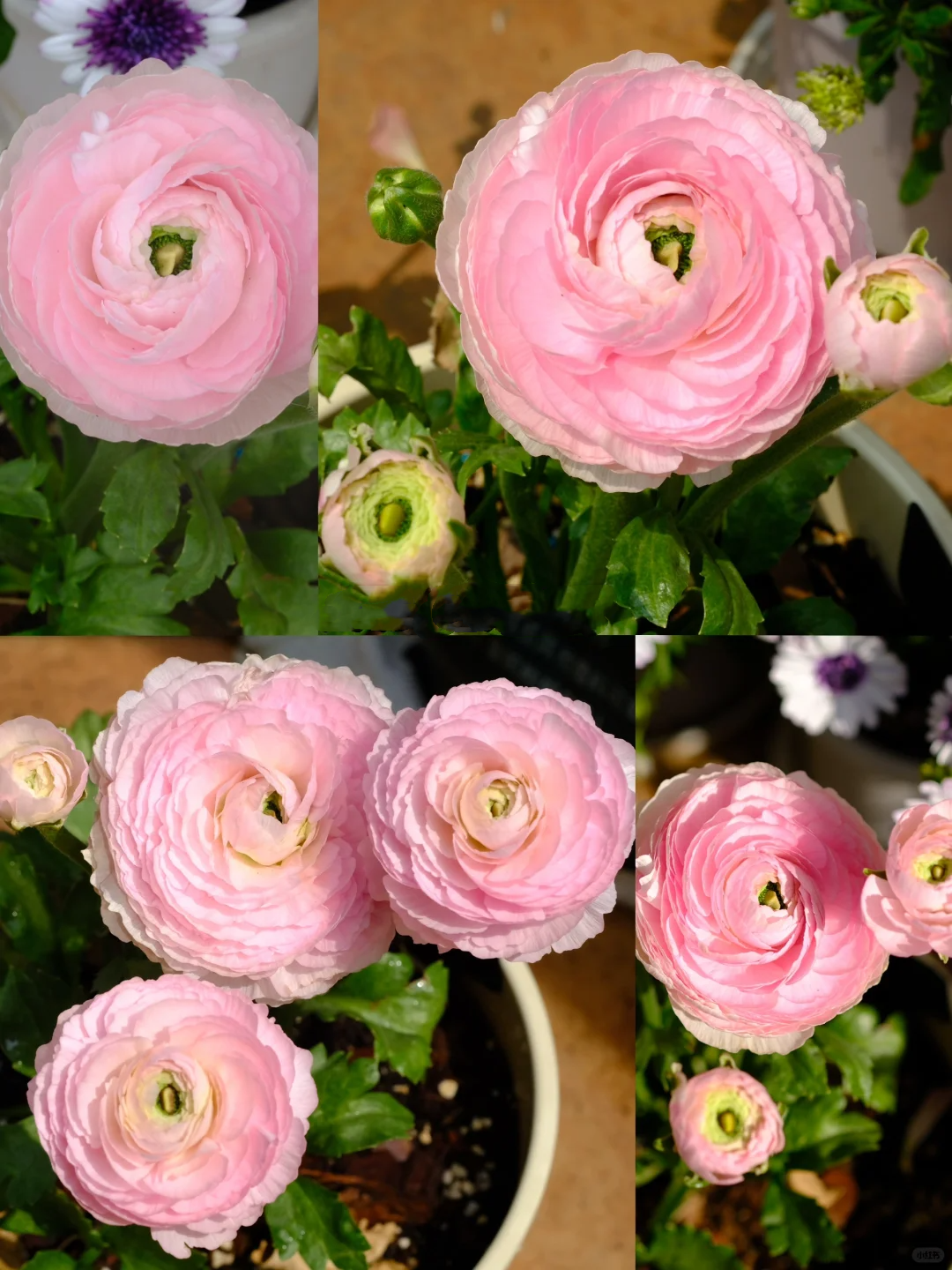 🌷 The most beautiful flower in the garden - buttercups