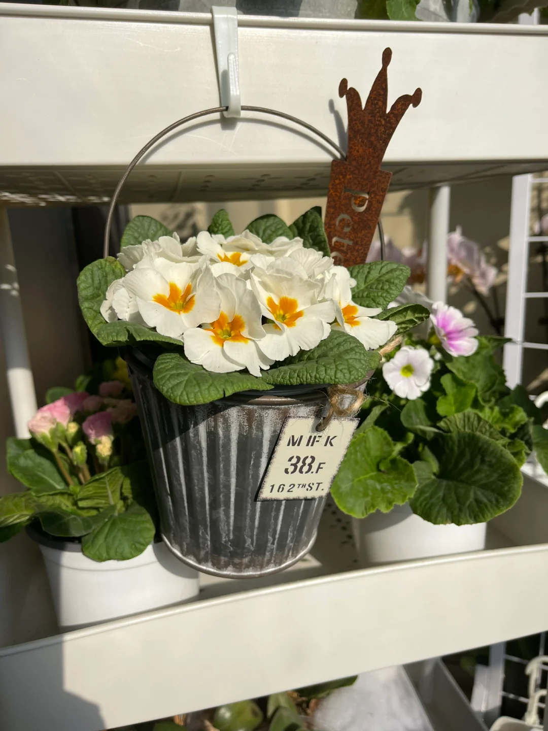 Low light 🌼 Small balcony 🌸 Plant it 🌹 Primrose