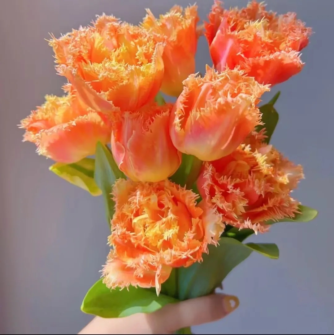 🌟 Rare Fringed Tulip Seeds 🌷✨