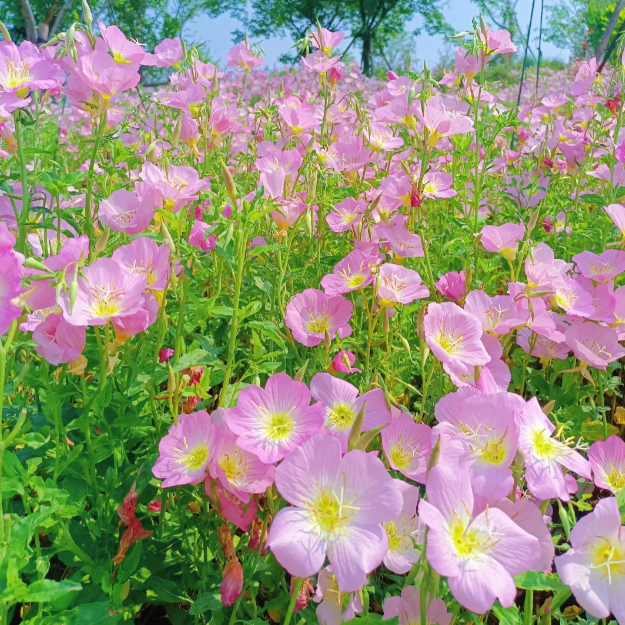 🌺Evening Primrose—Sea Of Pink Flowers