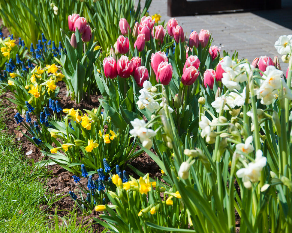 Parrot Tulip Bulbs (Tulipa gesneriana var. parrot)