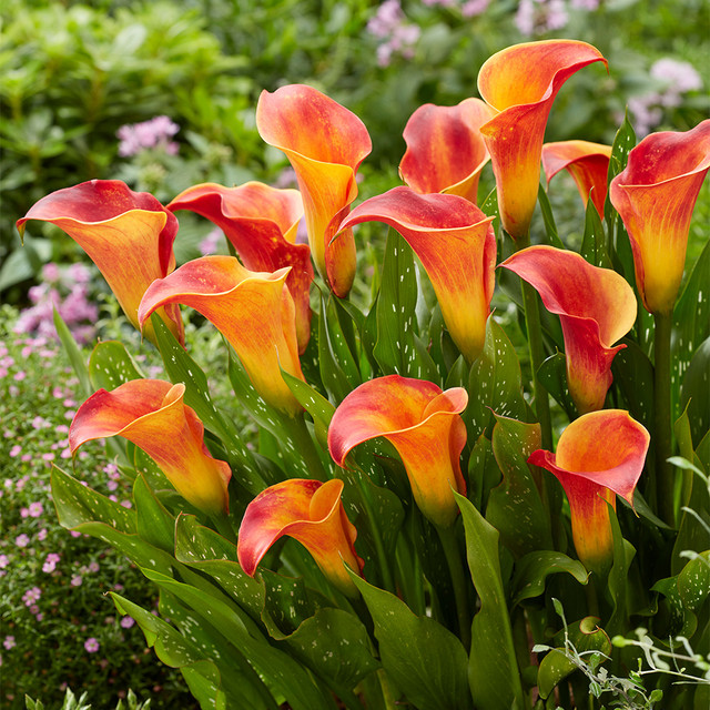 🌈Calla Lily Bulbs🔥Elegant Beauty for Your Garden