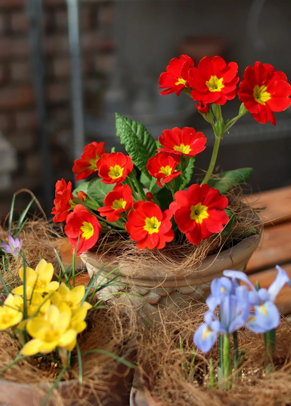 Low light 🌼 Small balcony 🌸 Plant it 🌹 Primrose