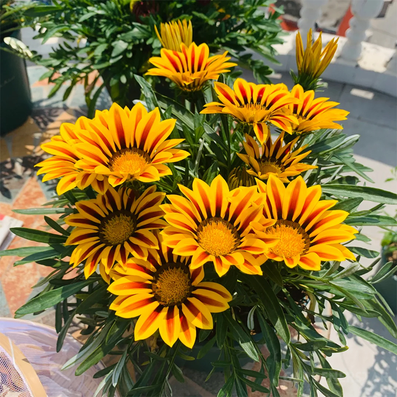 Medal Chrysanthemum Seeds - Flower of Glory