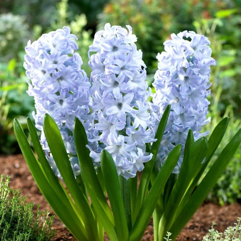 💐Hyacinth—Pure Happiness