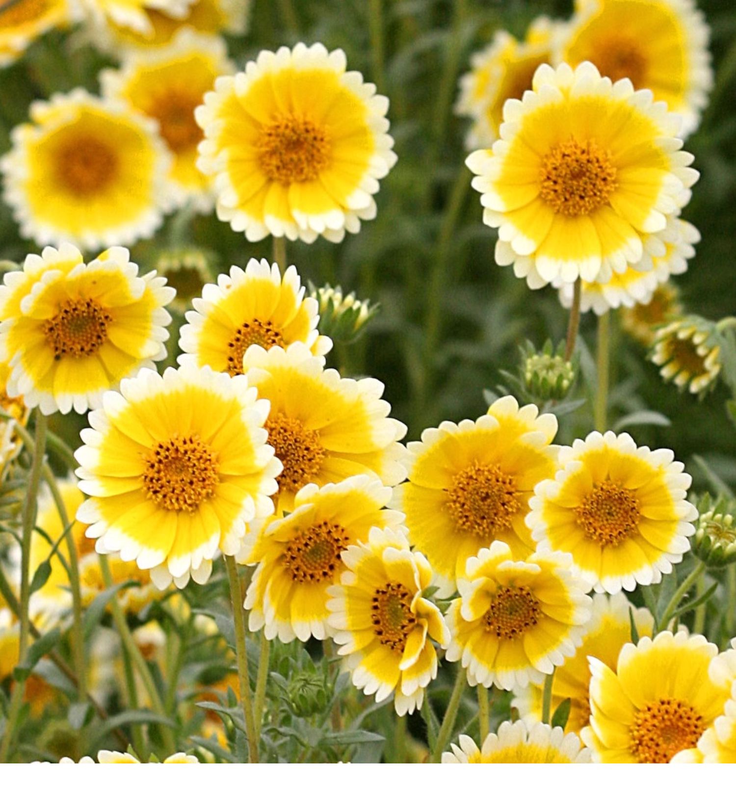 🌼 Laya Marigold Seeds – Tagetes patula L. 🌼