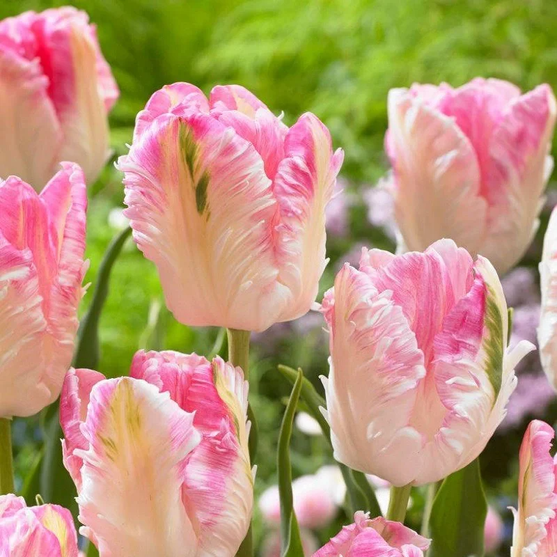 Parrot Tulip Bulbs (Tulipa gesneriana var. parrot)