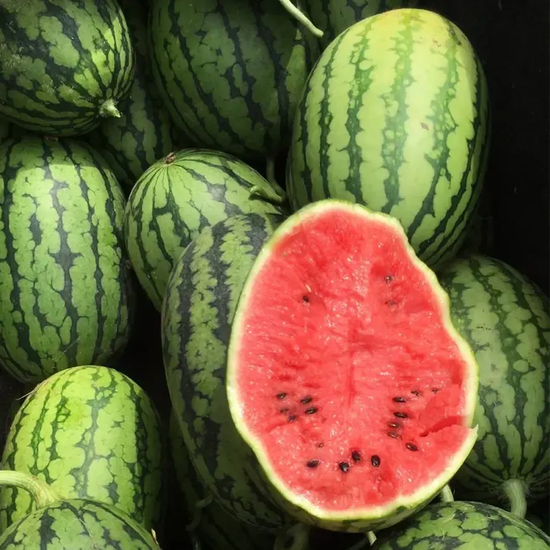 🎁50% de Réduction 🔥🍉Pastèque sucrée à chair rouge et à peau fine