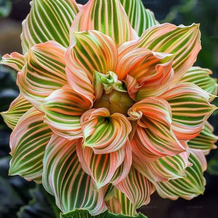 🌺Rare Double Hibiscus Seeds