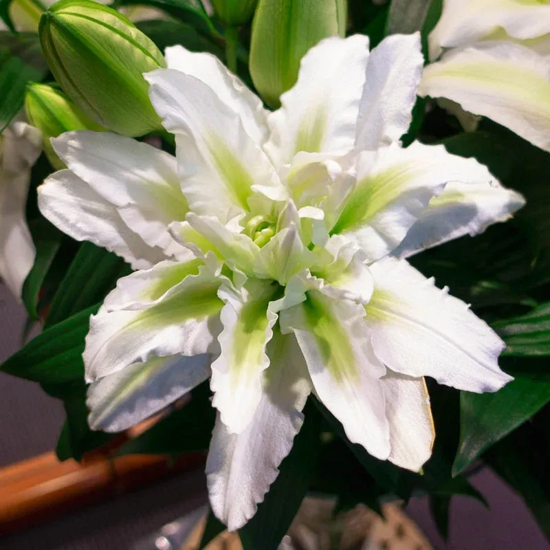 🔥Easy care🎁Rose lily bulbs