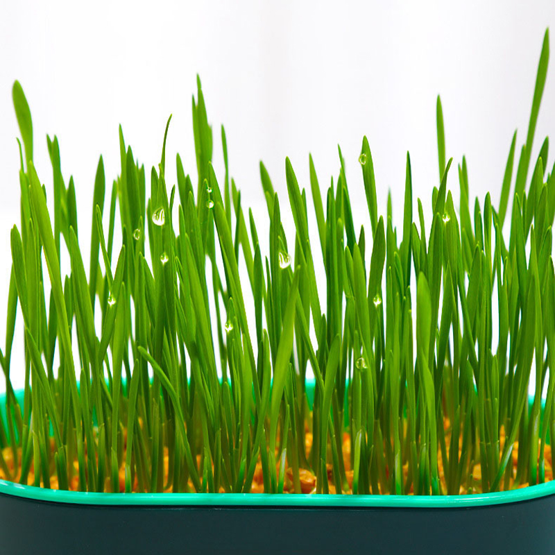 🔥Limited Time Special Offer 😻Soilless Cat Grass Seeds