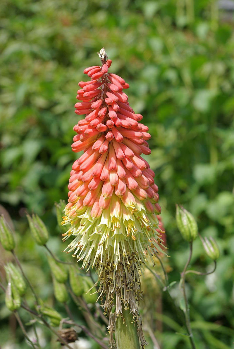 Kniphofia - Traffic Lights