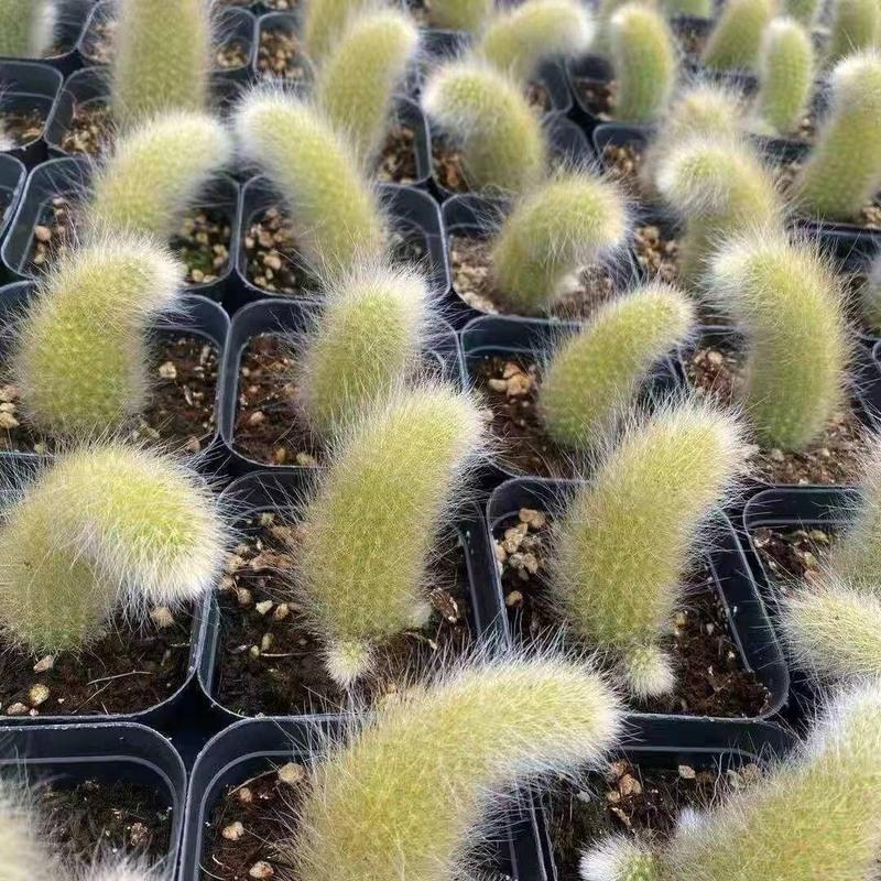 🔥Discount (Today Only)🔥Soft monkey tail cactus-succulent plants