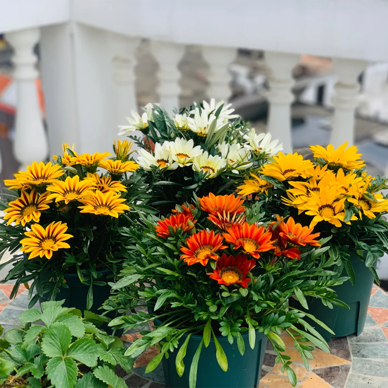 Medal Chrysanthemum Seeds - Flower of Glory