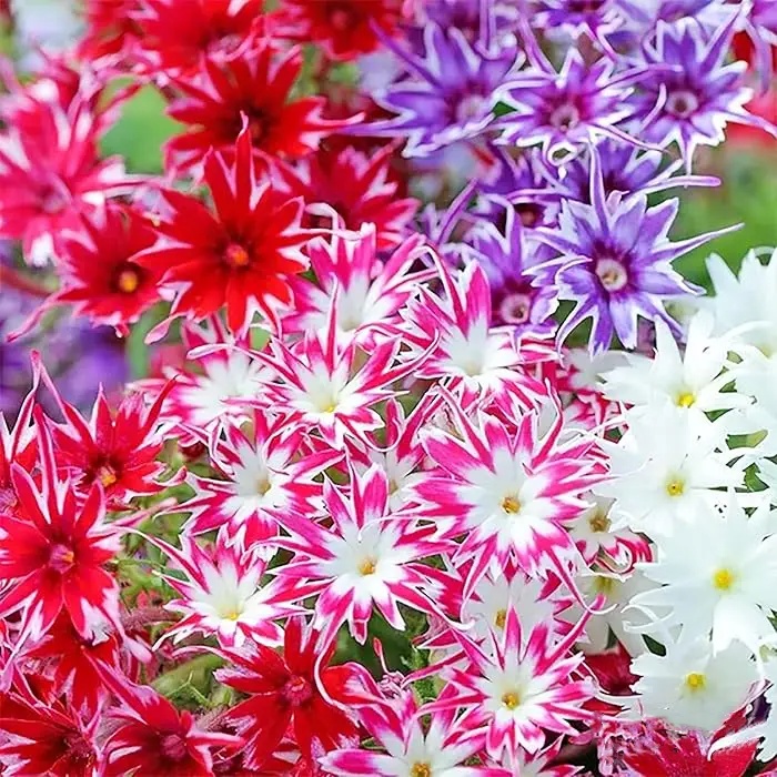 Popstar Rose with Eye Phlox Seeds Hybrid Garden Flowers