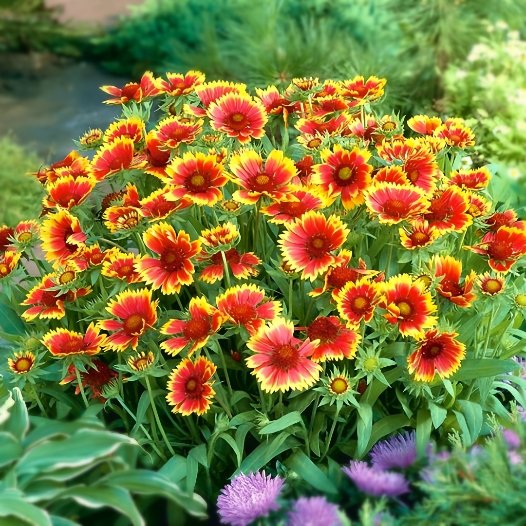 Gaillardia (Blanket Flower) Seeds – Gaillardia pulchella 🌼