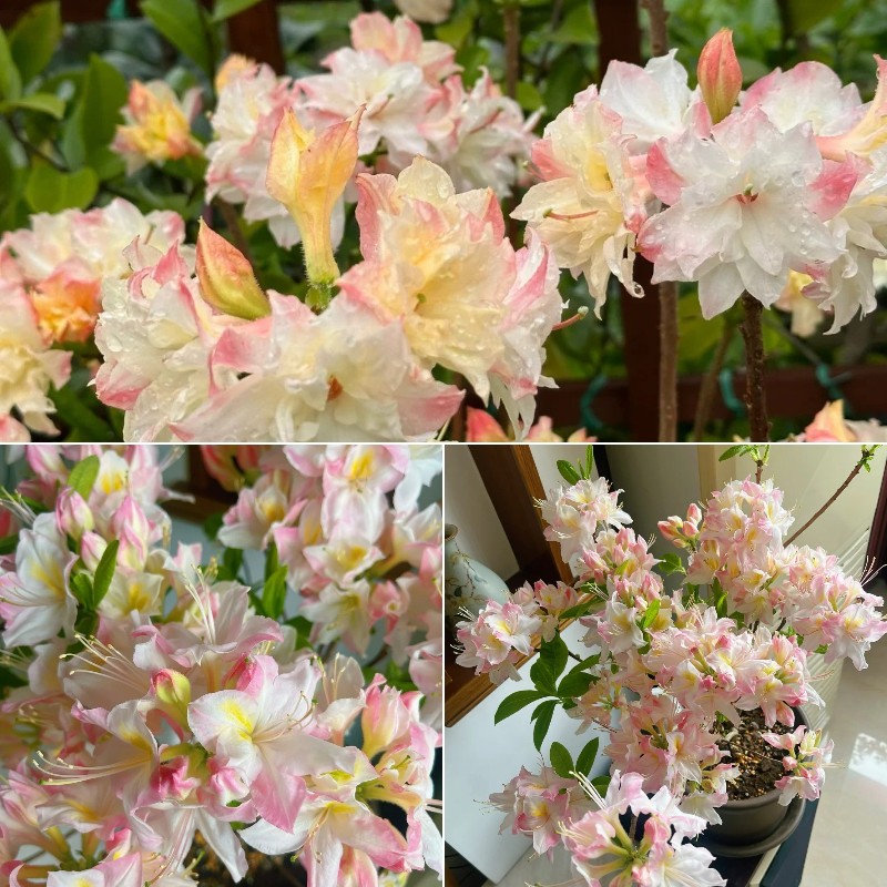 🎁50% OFF🔥Deciduous Azalea Seeds