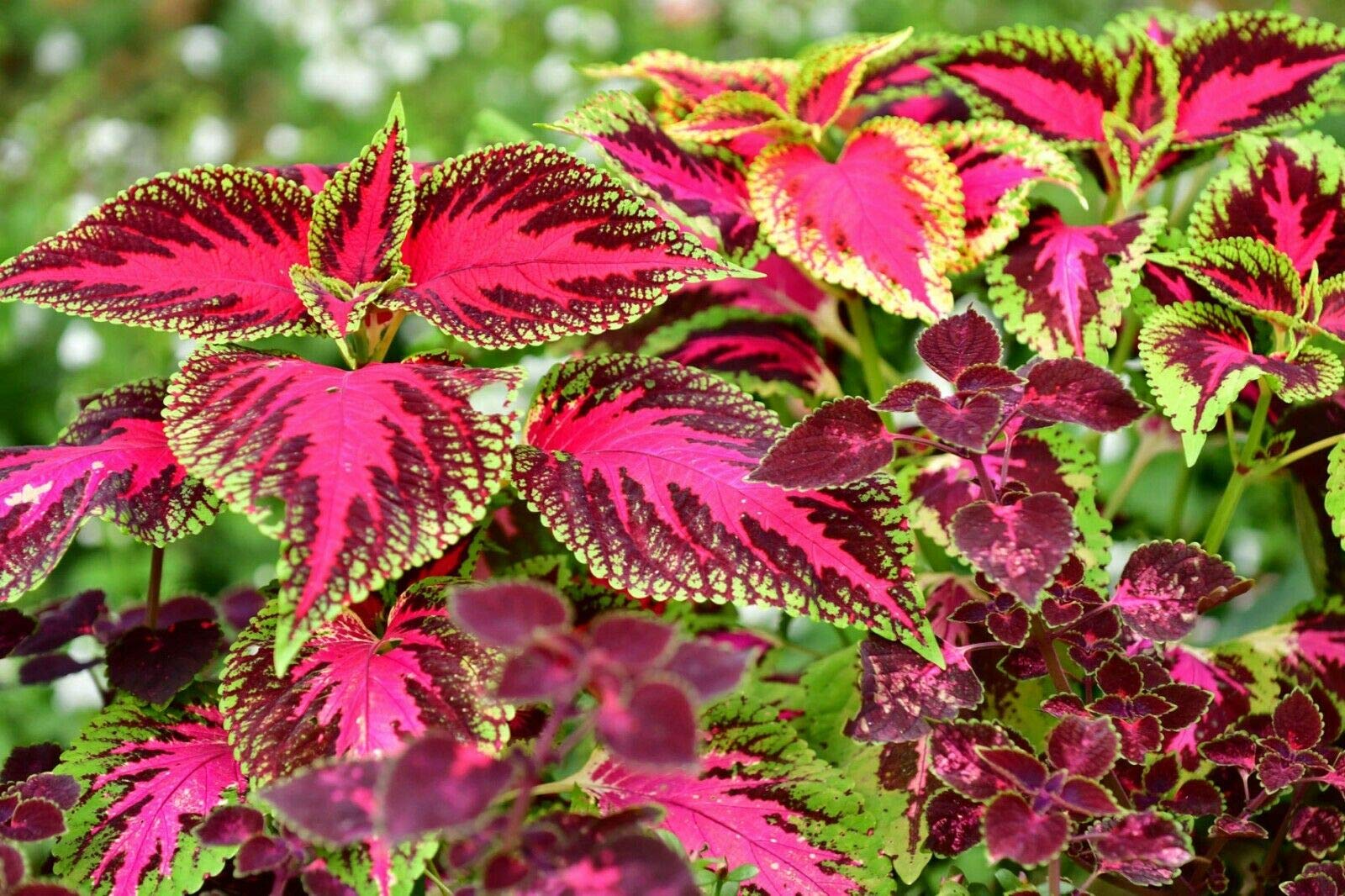 100+ Graines Mélangées de Coleus Rares
