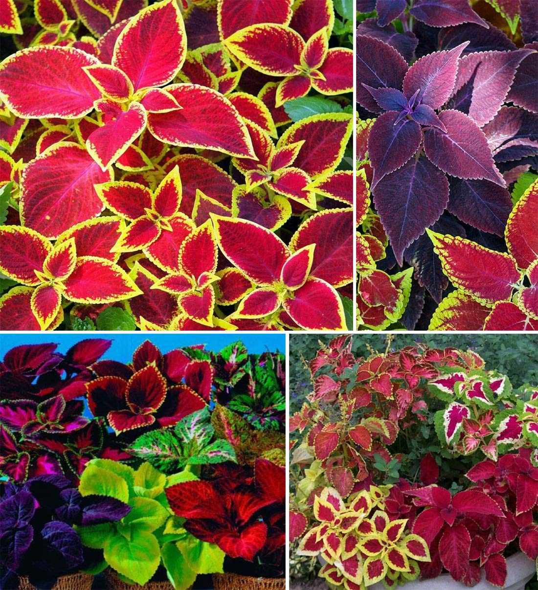 100+ Graines Mélangées de Coleus Rares