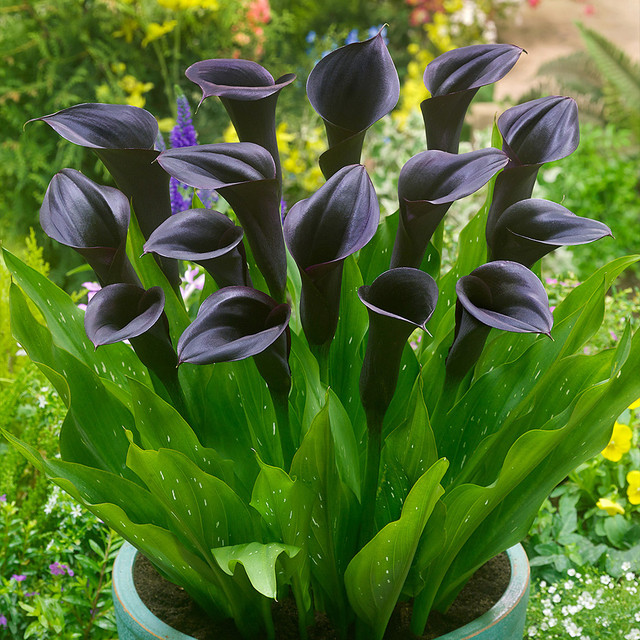 🌈Calla Lily Bulbs🔥Elegant Beauty for Your Garden