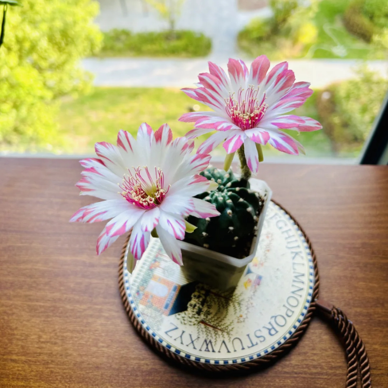 Easy care🌵🌸Flowering Cactus Seeds