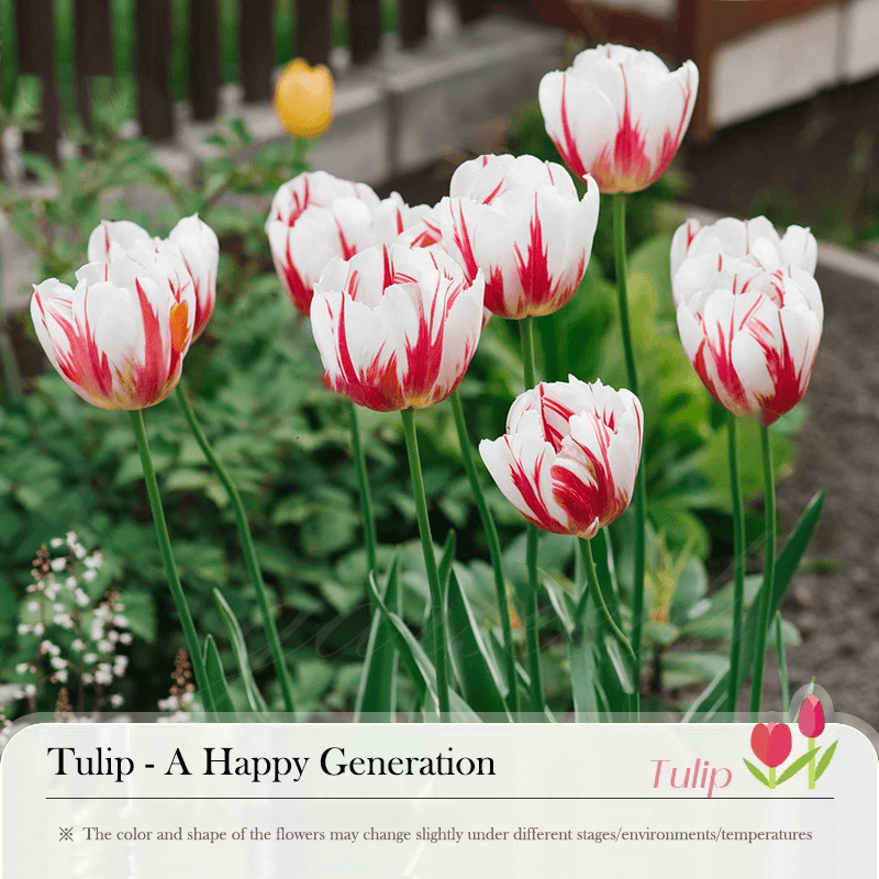  Tulip Bulbs 🌷 - Brighten Your Garden with Stunning Spring Blooms 🌸