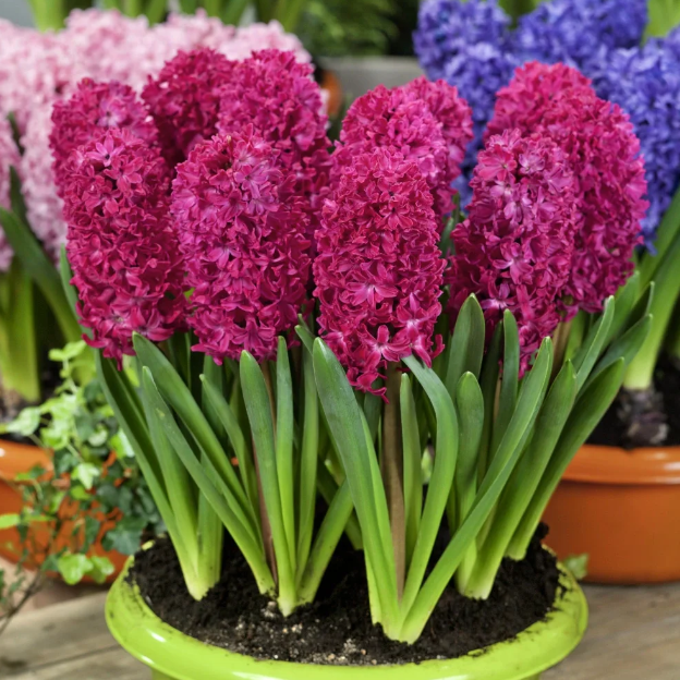 💐Hyacinth—Pure Happiness