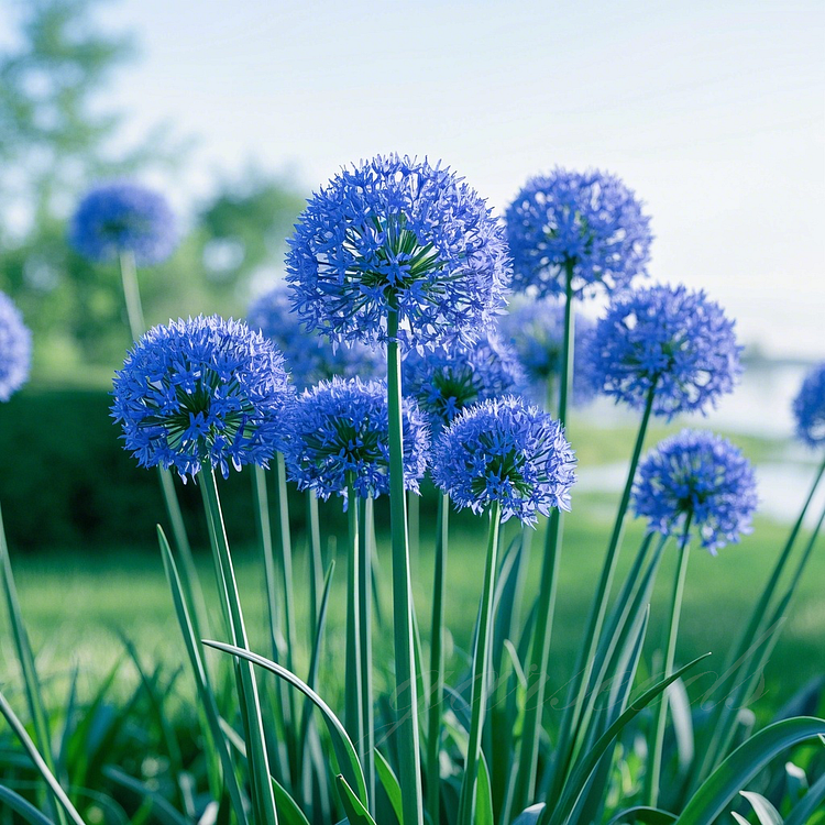 🌸 Giant Allium: A Royal Bloom for Your Garden 💜