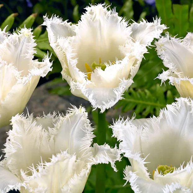 Parrot Tulip Bulbs (Tulipa gesneriana var. parrot)