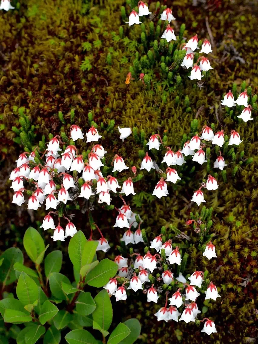 Cassiope Selaginoides Seeds | The Alpine Jewel – Snow Velvet 