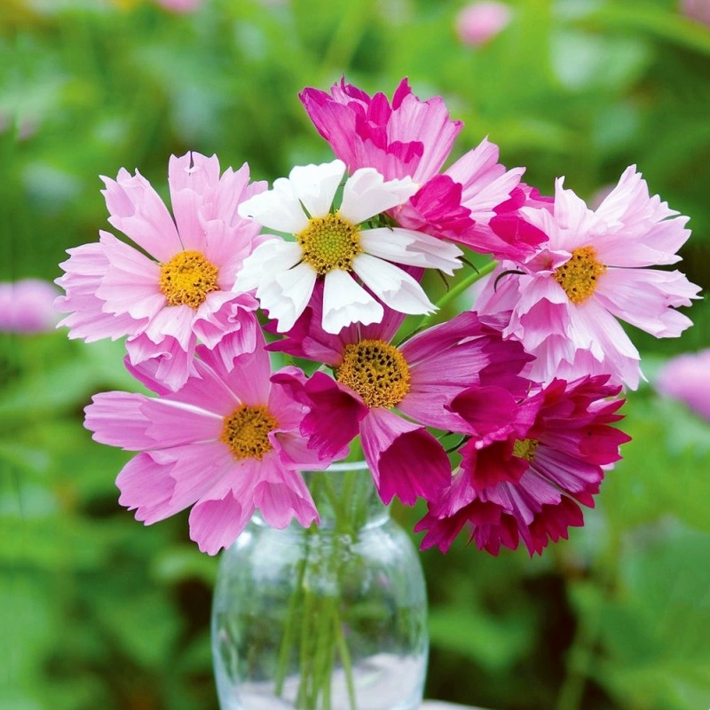 Cosmos "Seashells" Seeds – Giant Cosmos (Cosmos bipinnatus) 🌸