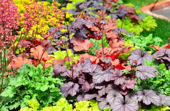 Heuchera Seeds: Nature’s Kaleidoscope in Your Garden! 🍂
