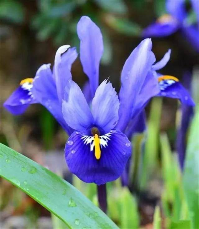 Reticulated Iris Bulbs ✨🌸The Tiny Early Bloomers for Winter-to-Spring Magic