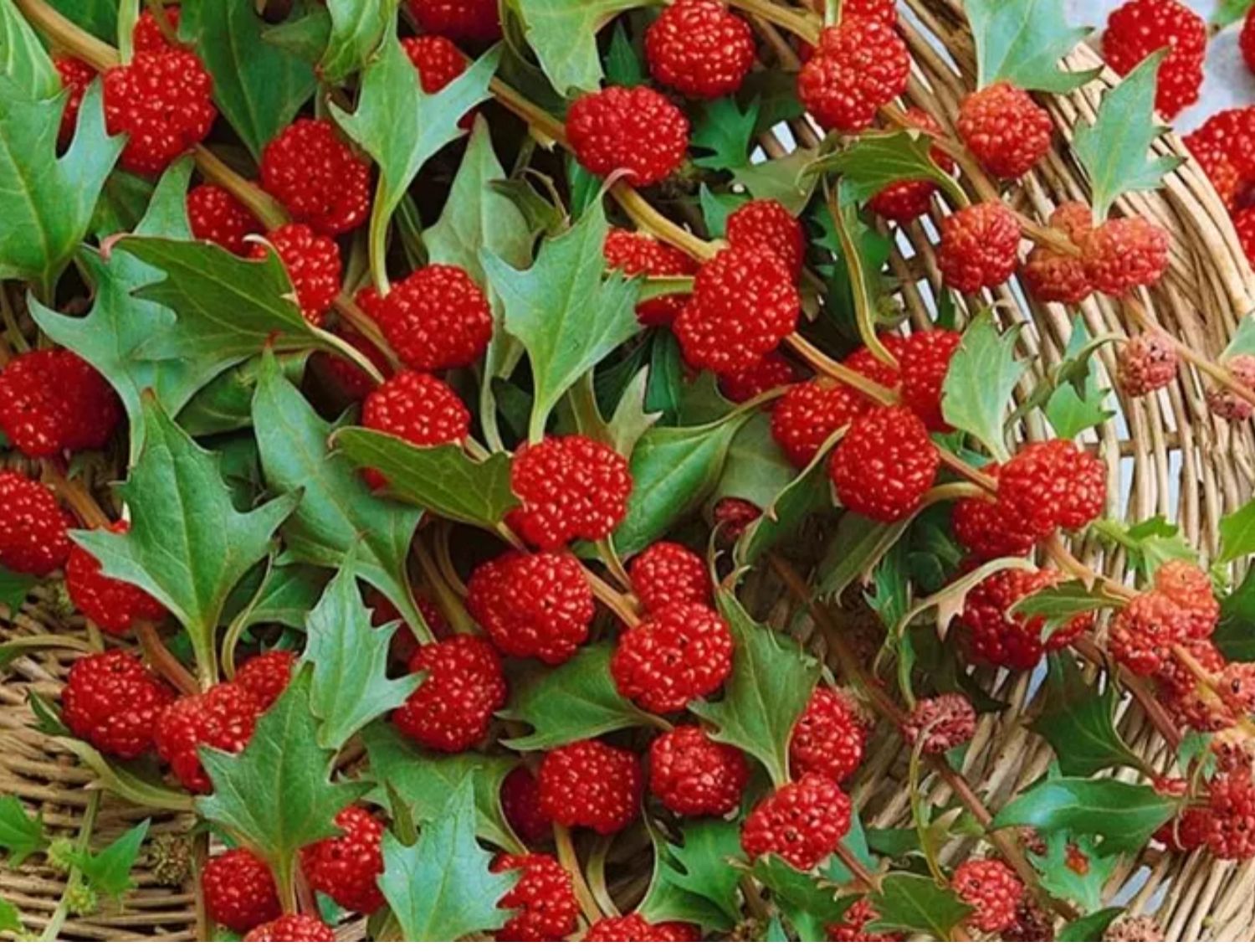 🍓 Strawberry Blite Seeds – Chenopodium capitatum 🍃