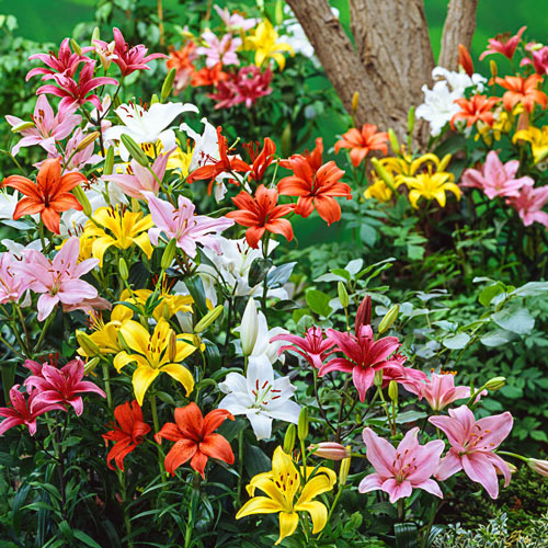 🔥Discount (Today Only)🌟 Fireworks Lily Mixture– A Spectacle of Elegance and Joy 🌟