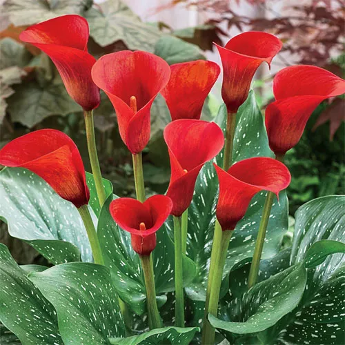 🌈Calla Lily Bulbs🔥Elegant Beauty for Your Garden