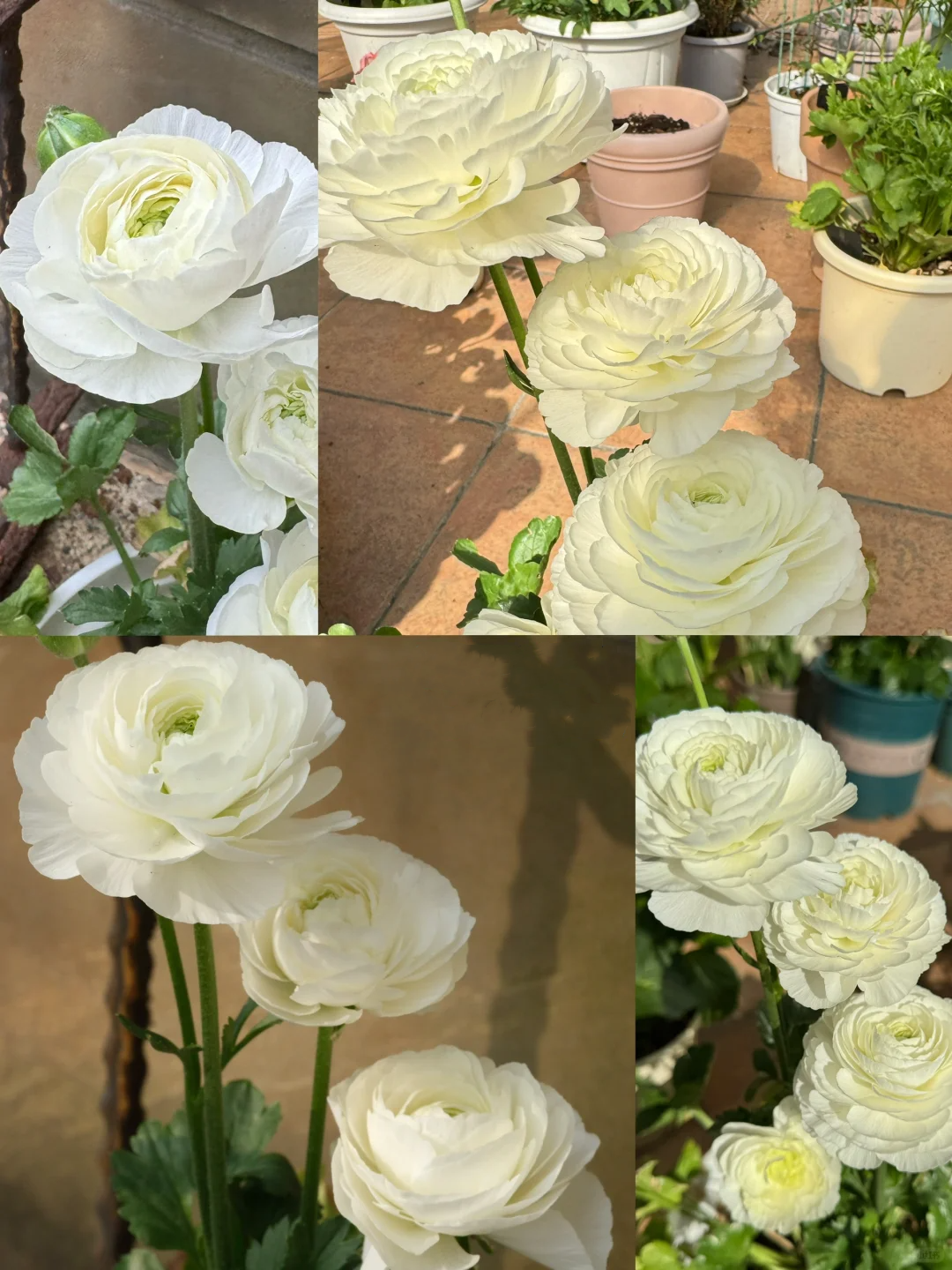 🌷 The most beautiful flower in the garden - buttercups