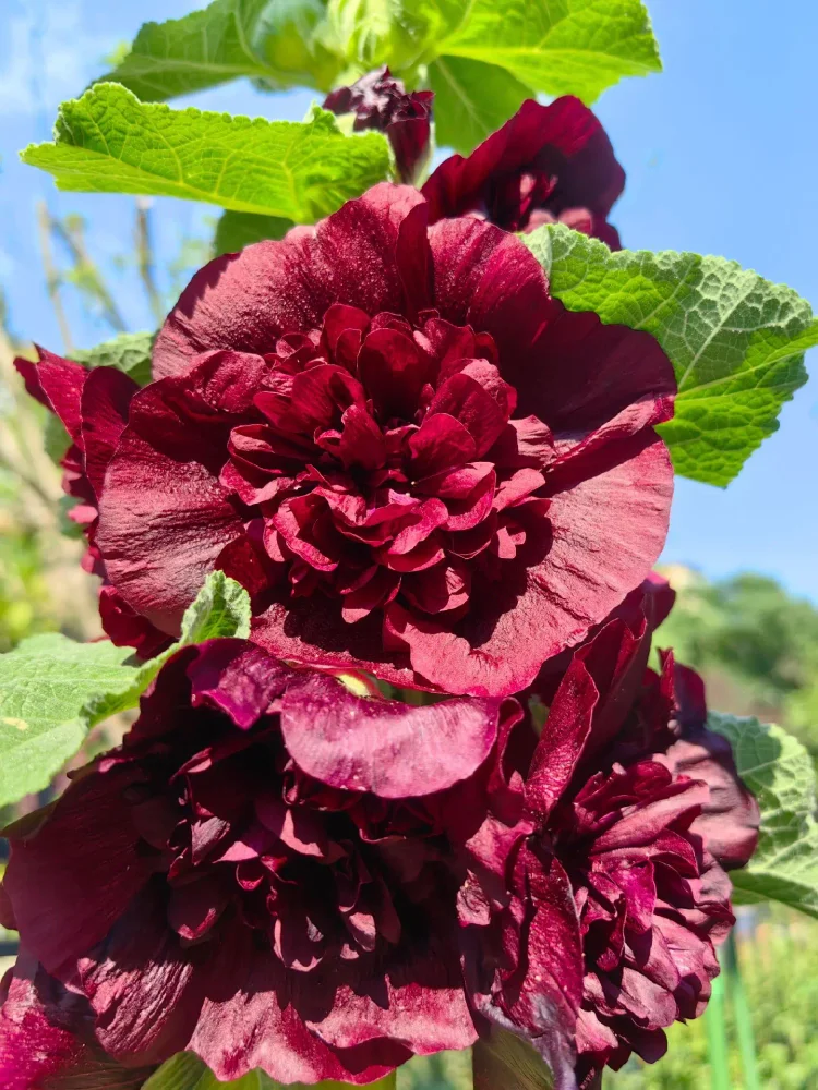 🔥🔥 Graines de rose trémière double🌺💖