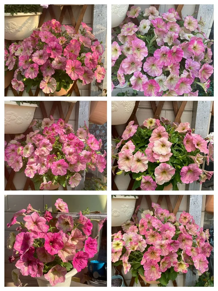 🌼 Petunia Seeds｜60-Day Flower Waterfall｜Perfect for Beginners